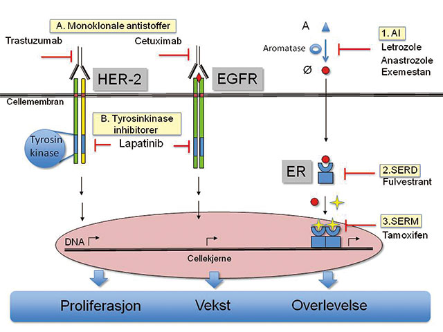 Figur 7. Oversikt over de noen sentrale medikamenter med virkning på cellulære signalveier som driver proliferasjon, vekst og overlevelse av brystkreftcellene. Monoklonal antistoffer (A) hemmer vekstfaktorreseptoren HER-2 og EGFR via ekstracellulære domene, men tyrosinkinaseinhibitorene (B) hemmer den intracellulære tyrosin kinasen som initierer signalkaskaden inn mot cellekjernen. Østrogenreseptoren hemmes på tre ulike steder: 1. Hemme omdanning av androgener til østrogener hos postmenopausale kvinner med aromatasehemmere. 2. Nedregulering av selve østrogen reseptoren med fulvestrant som øker dens nedbryting. 3. Hemme binding av østrogener til østrogenreseptoren med tamoxifen som modulerer effekten av reseptoren. HER 2: human epitelial vekstfaktor reseptor; EGFR: epitelial vekstfaktor reseptor; ER: østrogen reseptor; A: androgener; Ø: østrogener; AI: aromatase inhibitor; SERD: selektiv østrogen reseptor nedregulator; SERM: selektiv østrogen reseptor modulator; omvendt Y-form: monoklonalt antistoff; rød liggende T-pil: hemmende virkning; rød liten runding: østradiol; gul stjerne: tamoxifen; vinklet sort pil: transkripsjon (avlesning) av gener fra DNA tråden. 