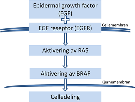 Figur 1. Forenklet figur av EGFR/RAS/BRAF.