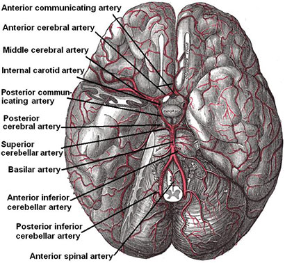 Figur 1. Basis av hjernen med arteriell blodforsyning via circulus Willisi .